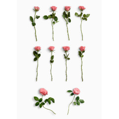 情人节玫瑰花透明元素