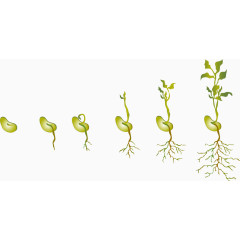 矢量植物装饰图案免扣素材