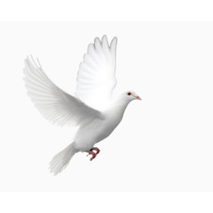 一只鸽子