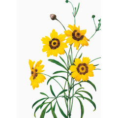 花卉素材花卉设计素材