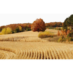 秋天丰收的美景一