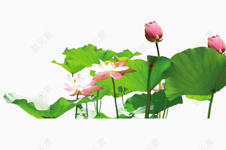 荷塘月色