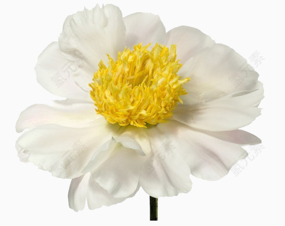 花  花朵 玫瑰 鲜花 花瓣 