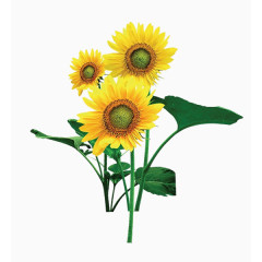 清新向日葵png