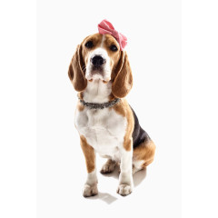 可爱的宠物狗写真