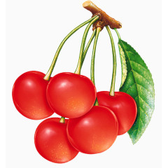 新鲜的鲜艳车厘子