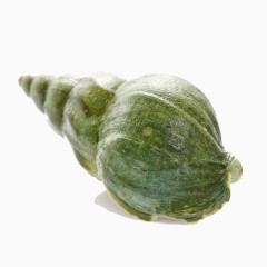 加拿大野生翡翠螺