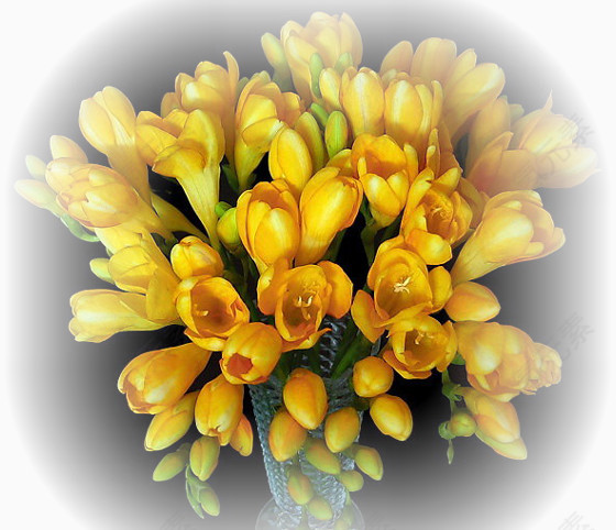 花草ps素材ps花草素材