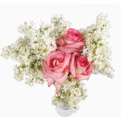 丁香花粉色白色花朵