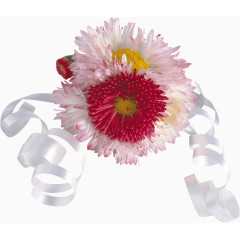 花卉标签庆典花卉