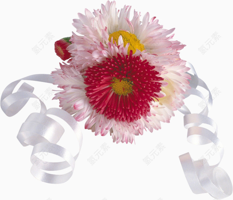 花卉标签庆典花卉