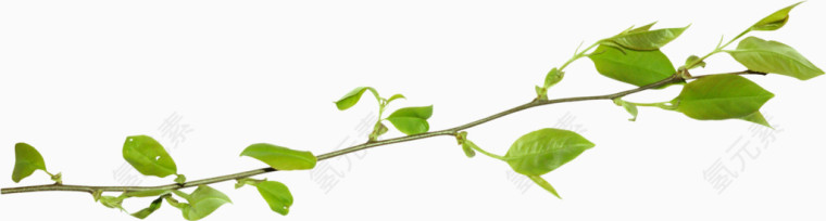 透明树叶图片手绘树叶素材 清新树枝
