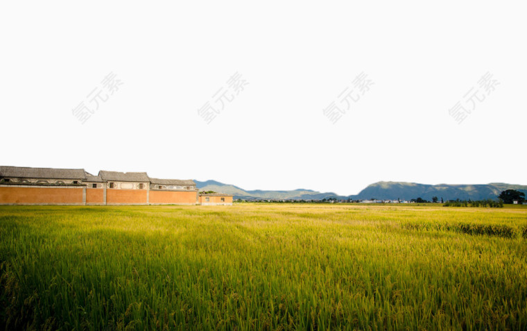 稻田