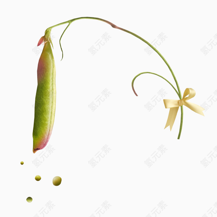 豌豆植物