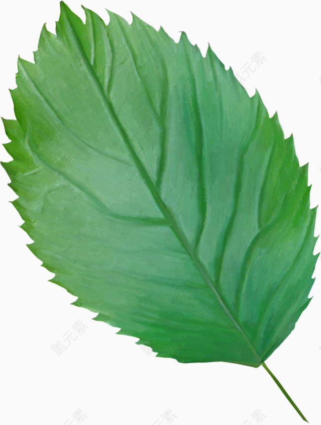 线描花草