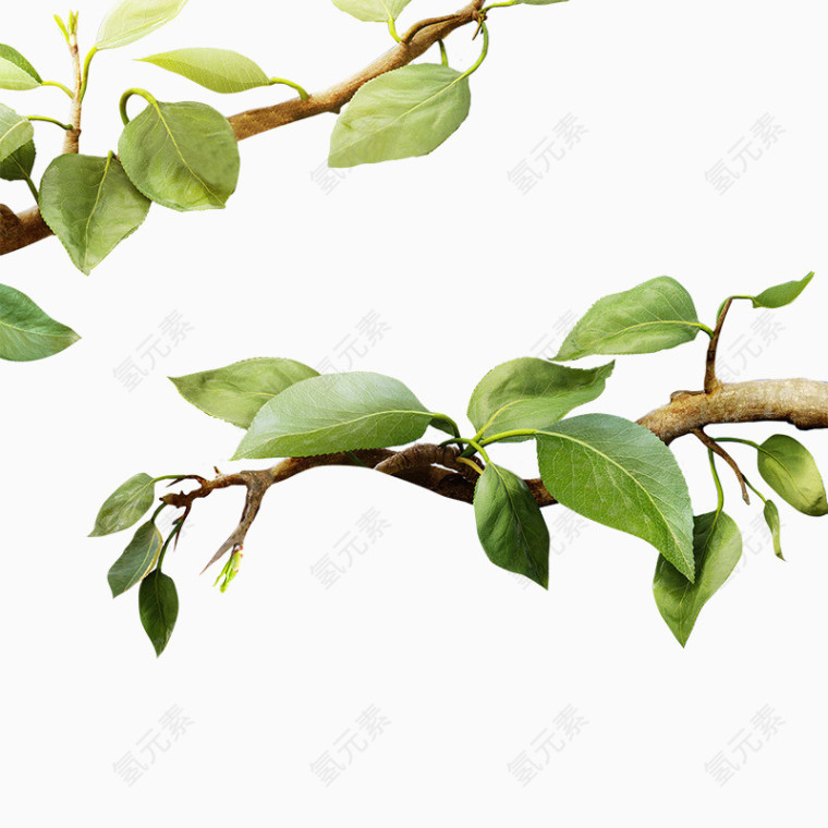 树枝透明图