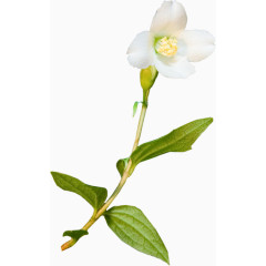 装饰图案花卉图案