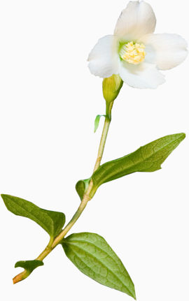 装饰图案花卉图案