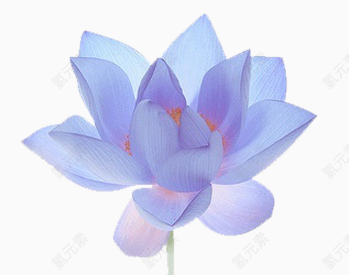 梦幻荷花