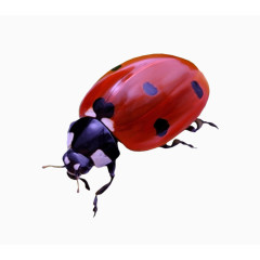 七星瓢虫图片素材