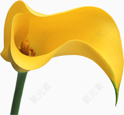 黄色的鲜花