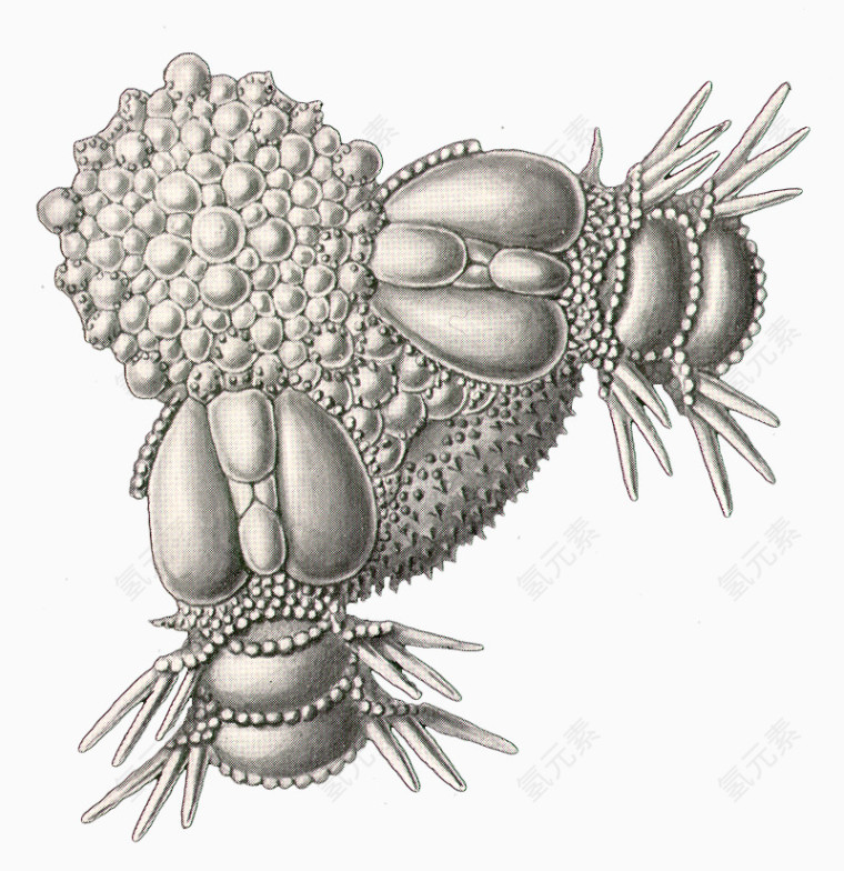 海洋生物