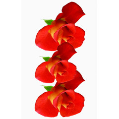 红色新鲜玫瑰花朵高清