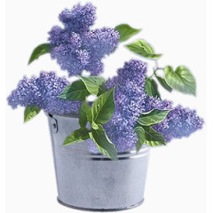 花草装饰素材