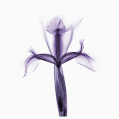 紫色鸢尾花装饰