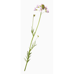 水彩花草ps花草素材