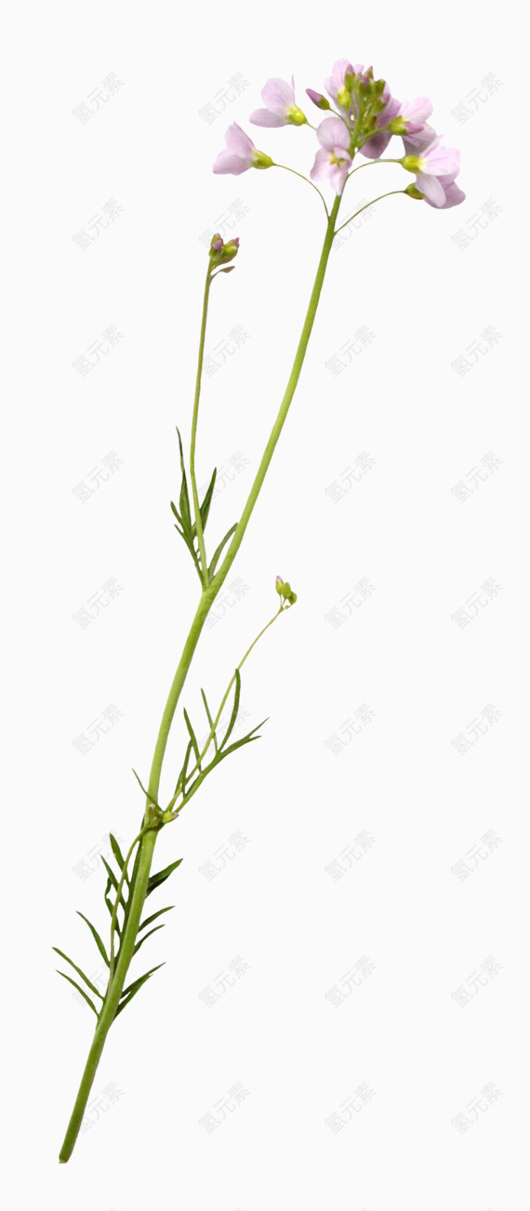 水彩花草ps花草素材