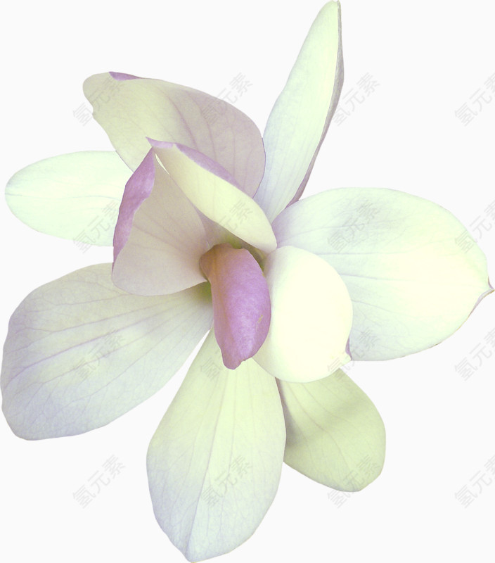 白色莲花素材