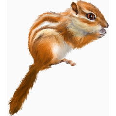 手绘可爱小松鼠
