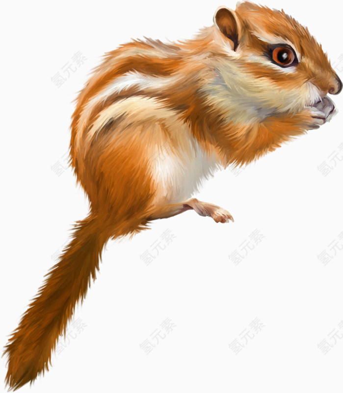 手绘可爱小松鼠