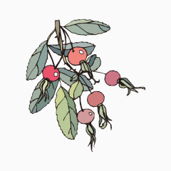 手绘水果植物