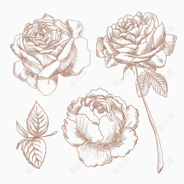 矢量手绘玫瑰花