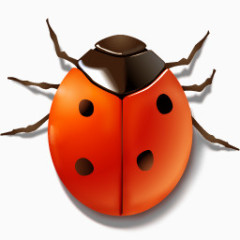 动物错误昆虫瓢虫晶体工程