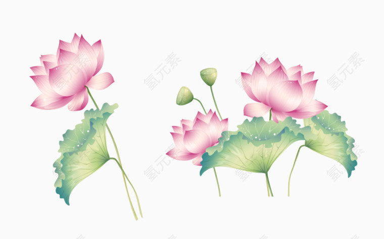 手绘清新脱俗荷花