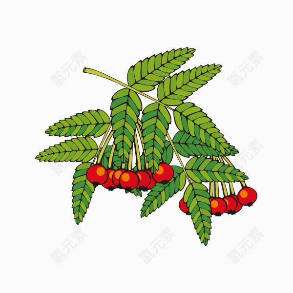 手绘水果植物