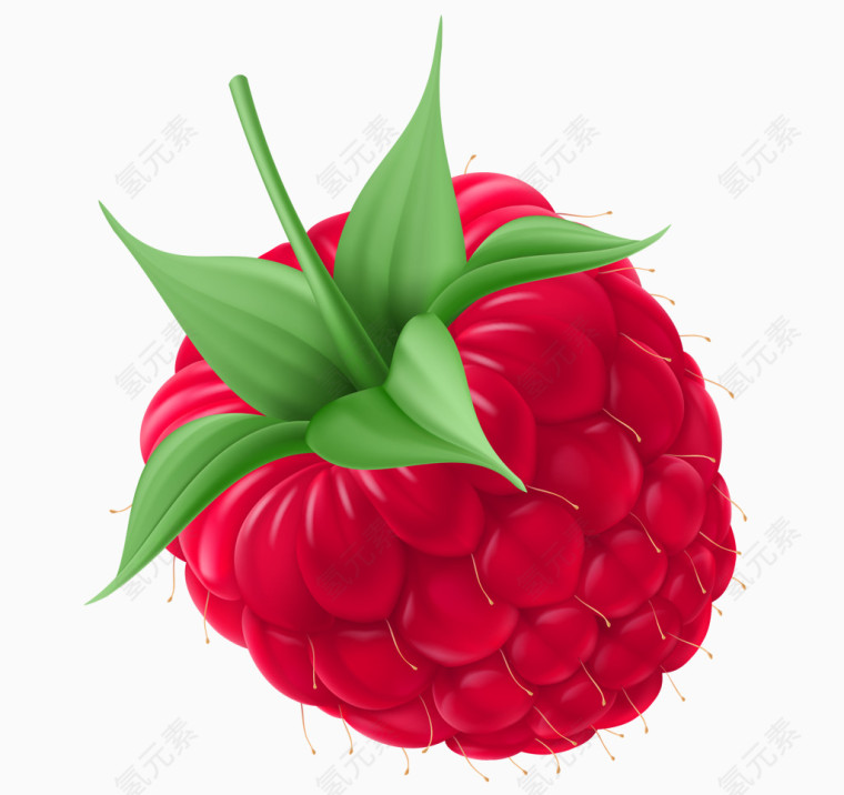 桑葚