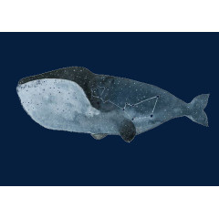 吞噬星空的鲸鱼