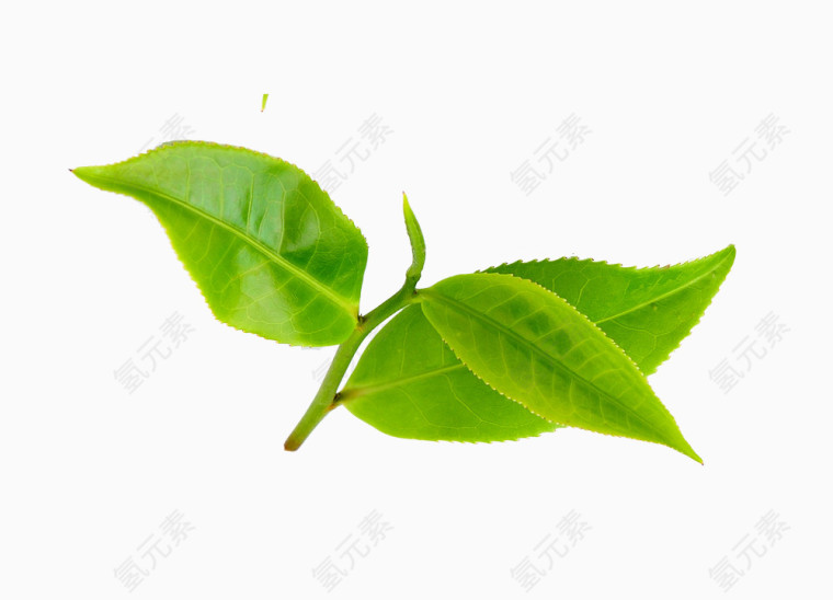 茶叶