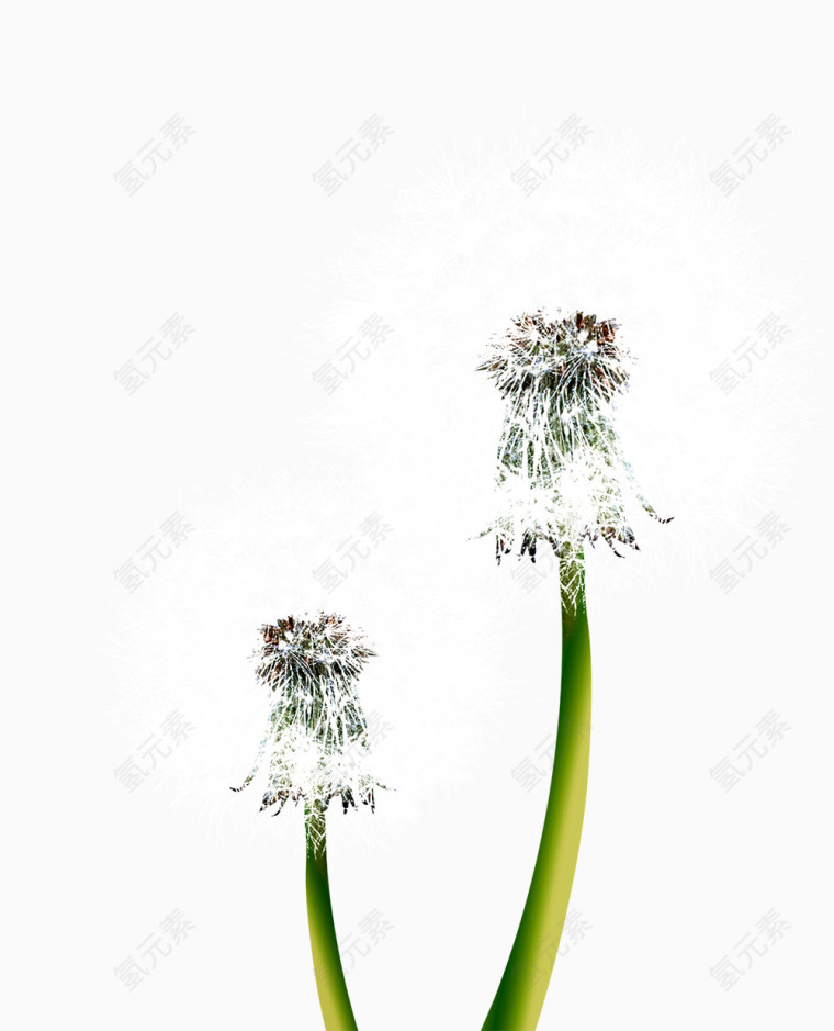 蒲公英