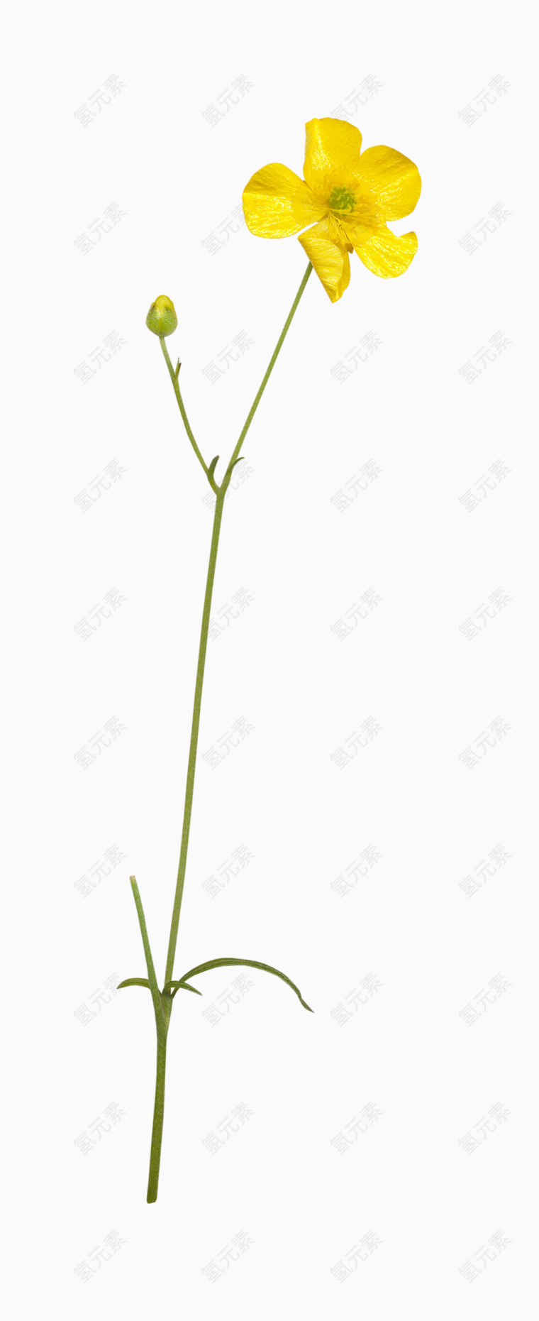 手绘小清新图片装饰素描 小黄花
