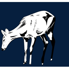 黑白色细腻手绘鹿