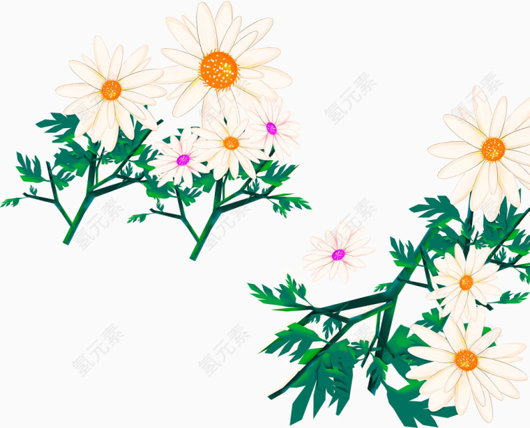 雏菊