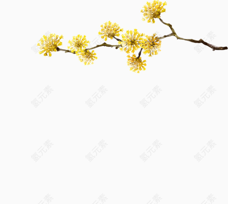黄色小花
