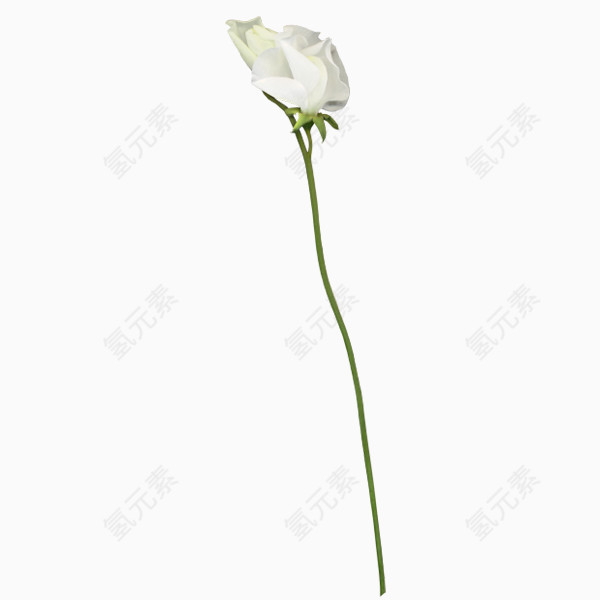 花儿盛开PNG免抠图素材
