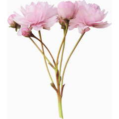 效果元素  花卉