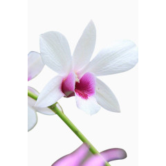 白色的花 